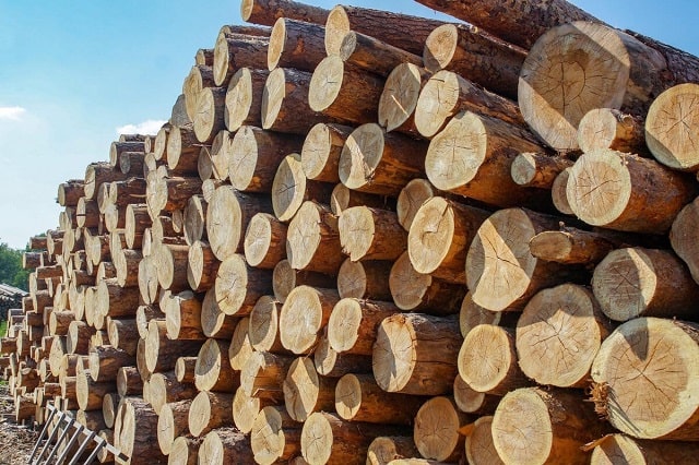 Як проводять закупівлі деревини з державних лісових господарств України - фото1