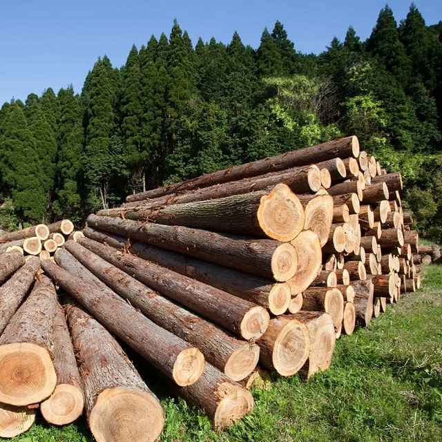 Як проводять закупівлі деревини з державних лісових господарств України - фото2