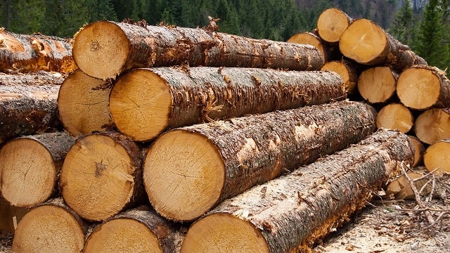 Як проводять закупівлі деревини з державних лісових господарств України - фото4