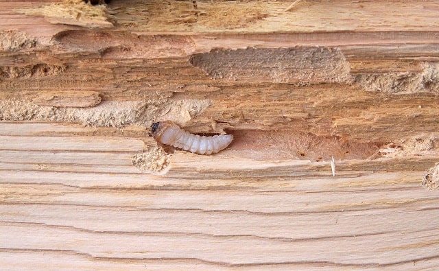 Шашель: что это такое и как от него избавиться в деревянном доме - фото3