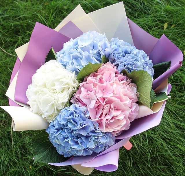 Букет из гортензий: кому и когда дарить, как ухаживать - фото2