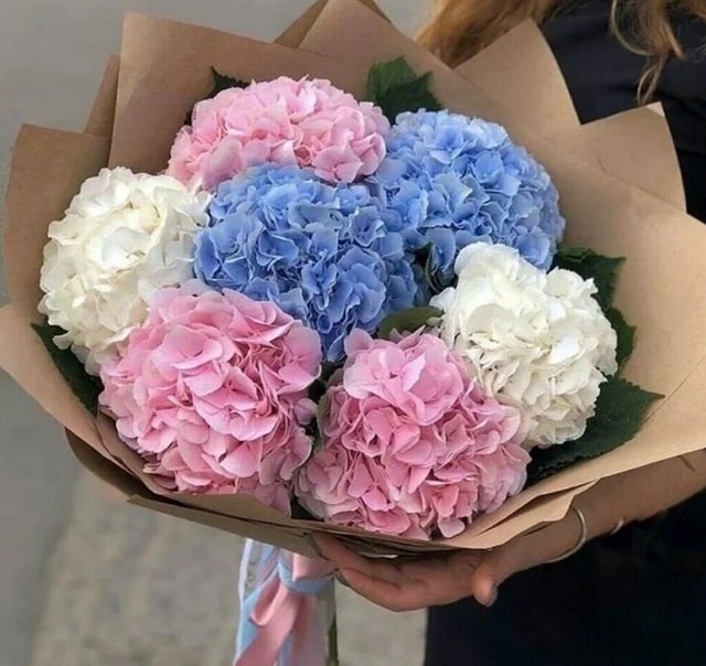 Букет из гортензий: кому и когда дарить, как ухаживать - фото4