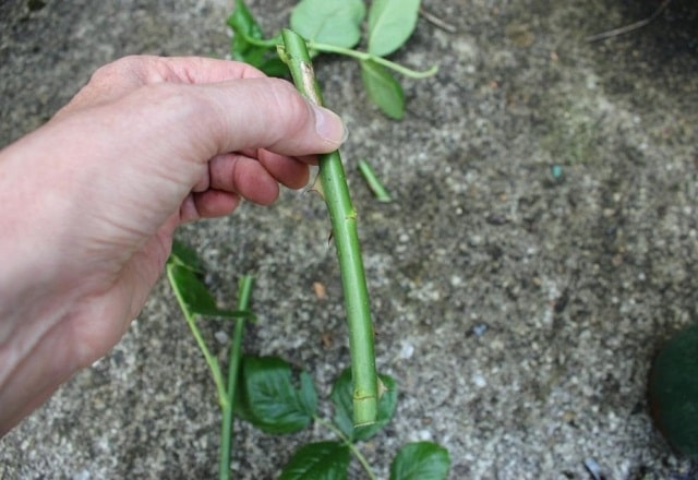 Как посадить розы из букета (черенкование) в домашних условиях - фото2