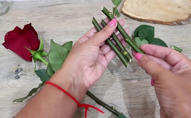 Как посадить розы из букета (черенкование) в домашних условиях - фото3