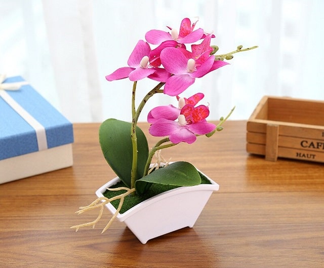 Можно ли дарить цветы в горшке: полезные советы - фото3