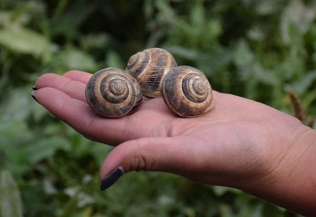 Самые известные блюда из улиток: обзор и особенности - фото