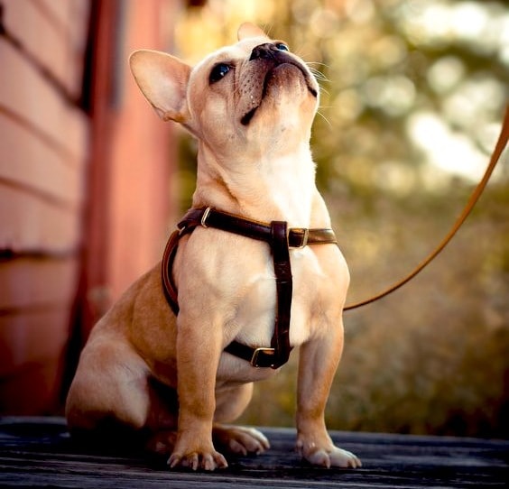 Французский бульдог