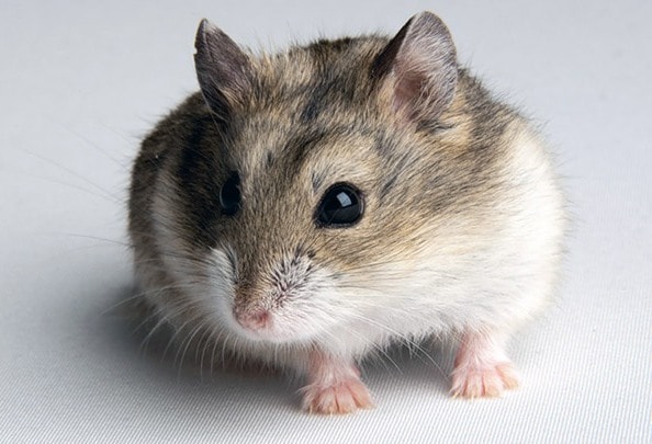 Чем кормить хомяка (джунгарика) в домашних условиях - фото1 Чем кормить хомяка (джунгарика) в домашних условиях - фото1