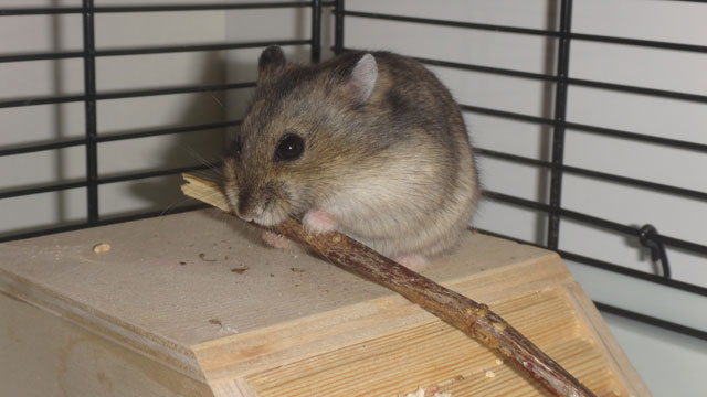 Чем кормить хомяка (джунгарика) в домашних условиях - фото4 Чем кормить хомяка (джунгарика) в домашних условиях - фото4