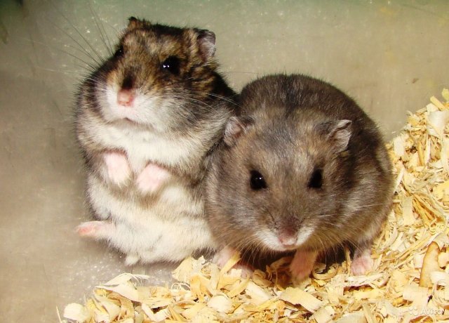 Чем кормить хомяка джунгарика в домашних условиях: обзор, список - фото1 Чем кормить хомяка джунгарика в домашних условиях: обзор, список - фото1