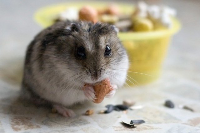Чем кормить хомяка джунгарика в домашних условиях: обзор, список - фото2 Чем кормить хомяка джунгарика в домашних условиях: обзор, список - фото2