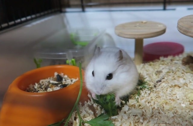 Чем кормить хомяка джунгарика в домашних условиях: обзор, список - фото4 Чем кормить хомяка джунгарика в домашних условиях: обзор, список - фото4