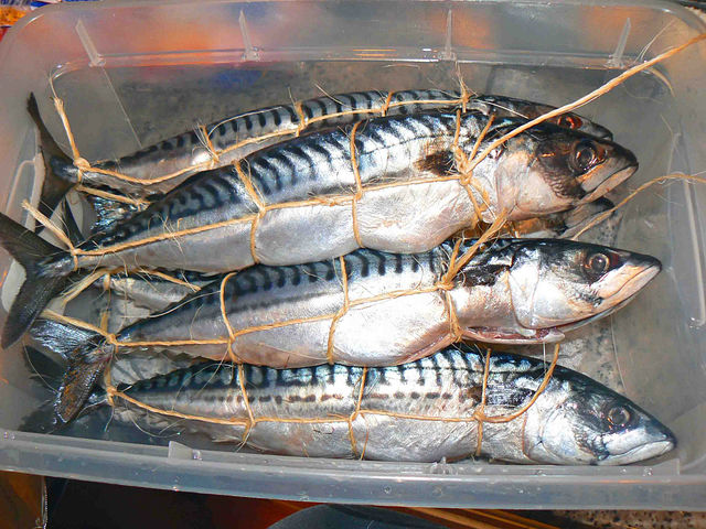 Как коптить скумбрию в коптильне горячего копчения - рецепт - фото3 Как коптить скумбрию в коптильне горячего копчения - рецепт - фото3