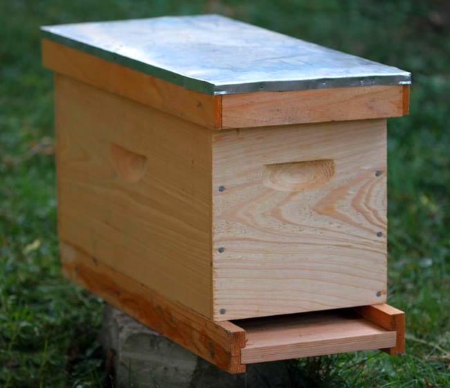 Нуклеус в пчеловодстве: что это такое и как работает - фото2