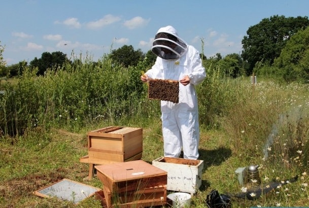 Нуклеус в пчеловодстве: что это такое и как работает - фото4