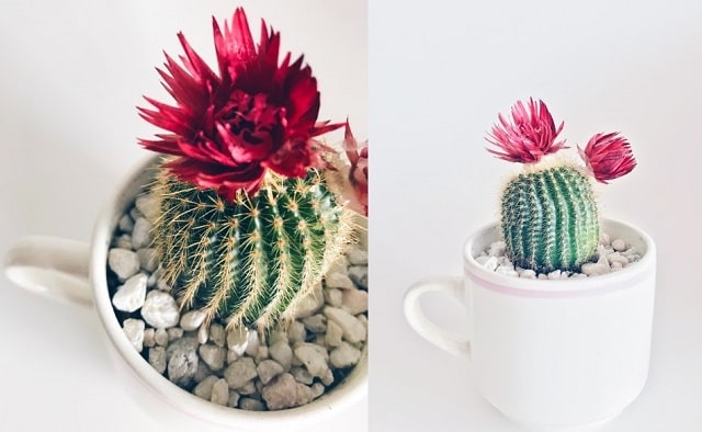 5 креативних способів подарувати чашку - фото3