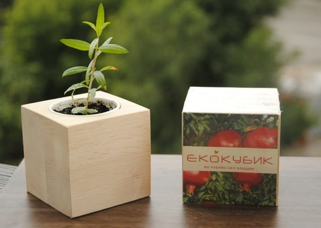Екокубик: оригінальний квітучий подарунок - фото1