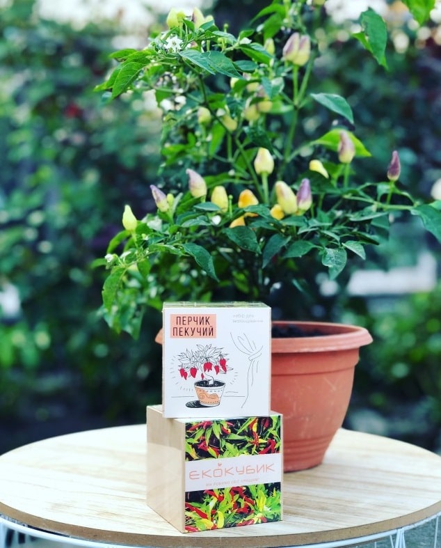 Екокубик: оригінальний квітучий подарунок - фото2