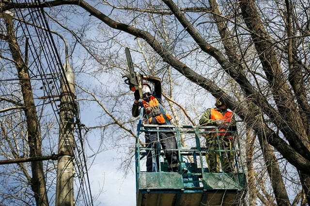 Безопасная валка деревьев: технологии, меры безопасности и экологические аспекты - фото3