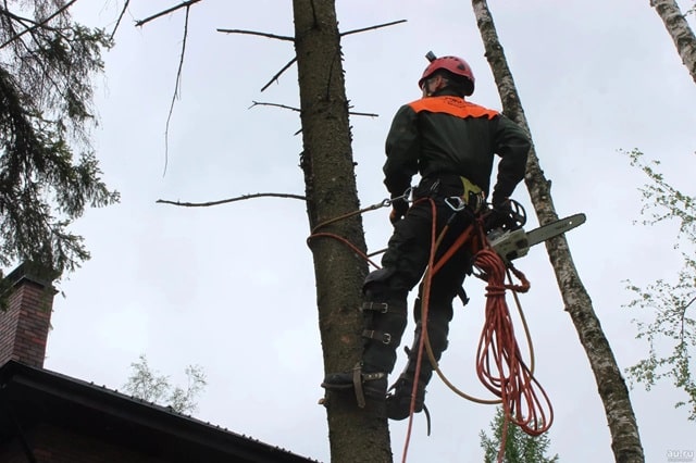Безопасная валка деревьев: технологии, меры безопасности и экологические аспекты - фото4