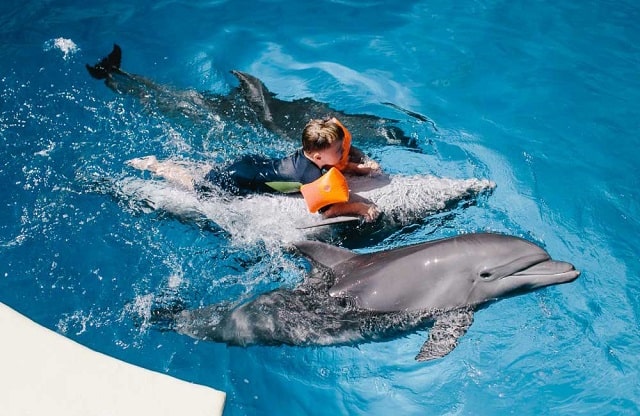 Чекурда Тарас Петрович: «дельфинотерапия - приятное занятие, оказывающее уникальный лечебный эффект» - фото1