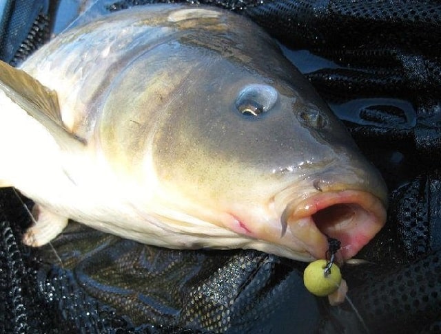 Пенотесто для рыбалки: что это такое, особенности, как использовать - фото1