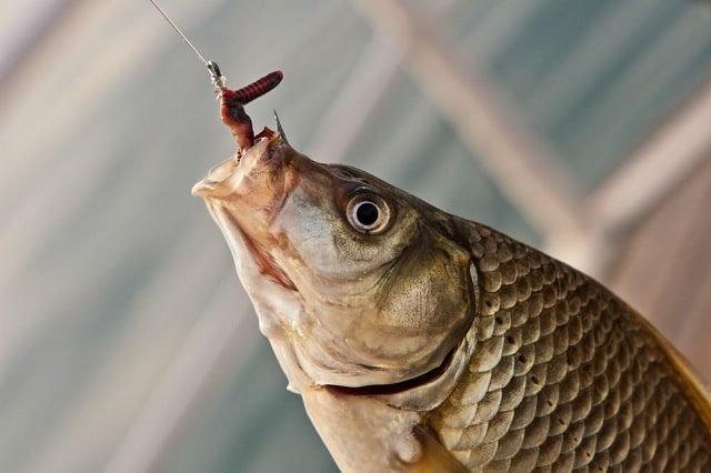 Рыболовные крючки: виды, назначение, как выбрать - фото2 Рыболовные крючки: виды, назначение, как выбрать - фото2