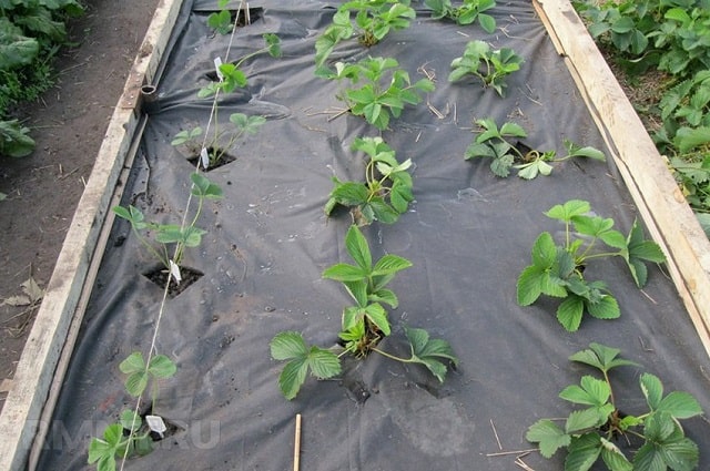 Что такое агроволокно и для чего оно нужно - фото4