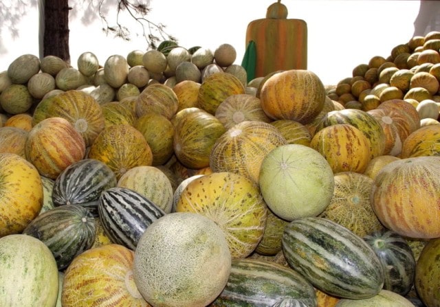 Диня: види і сорти, особливості вирощування - фото2 Диня: види і сорти, особливості вирощування - фото2
