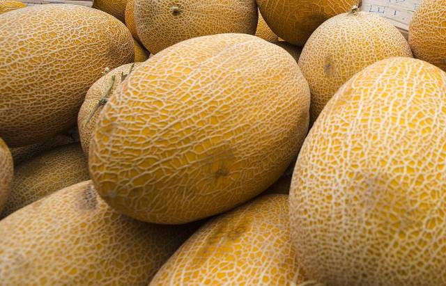 Диня: види і сорти, особливості вирощування - фото3 Диня: види і сорти, особливості вирощування - фото3
