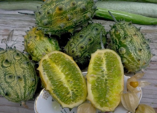 Диня: види і сорти, особливості вирощування - фото4 Диня: види і сорти, особливості вирощування - фото4