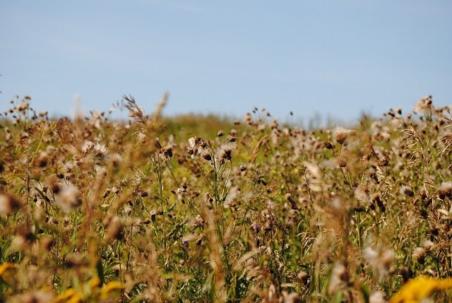 Гербицид: что это такое, виды, применение - фото2