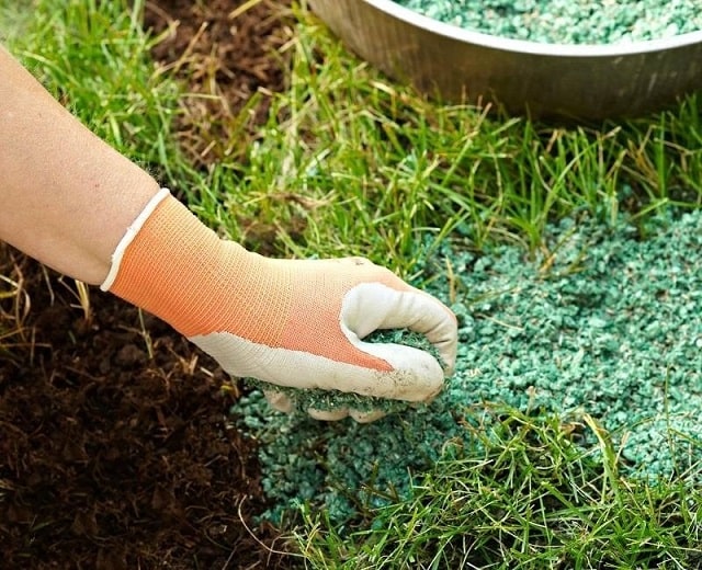 Как удобрять газон осенью: полезные советы - фото1 Как удобрять газон осенью: полезные советы - фото1