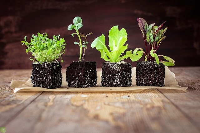 Когда и как сажать рассаду овощей: советы бывалых дачников - фото1