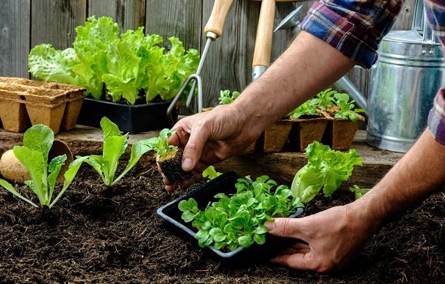 Когда и как сажать рассаду овощей: советы бывалых дачников - фото2