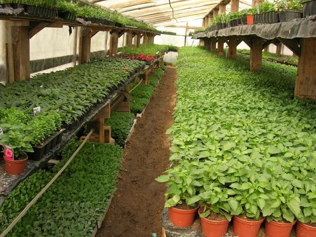 Когда и как сажать рассаду овощей: советы бывалых дачников - фото3