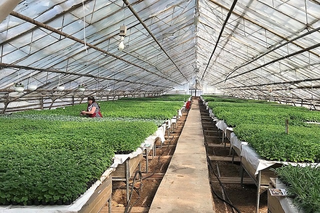 Когда и как сажать рассаду овощей: советы бывалых дачников - фото4