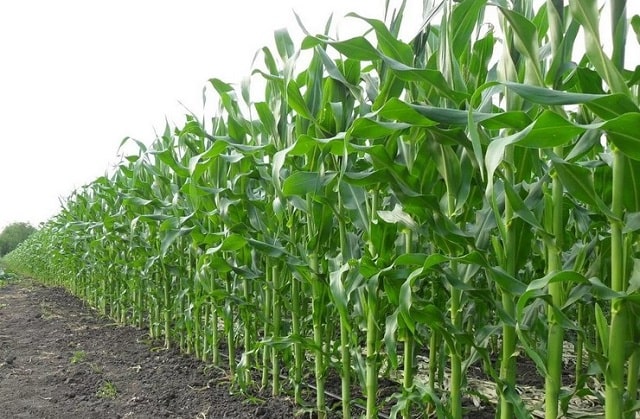 Кукуруза: как и когда сажать в открытый грунт, особенности ухода - фото5