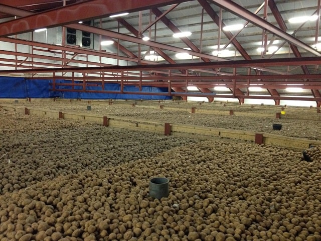 Овощехранилище: что это такое и как работает - фото4