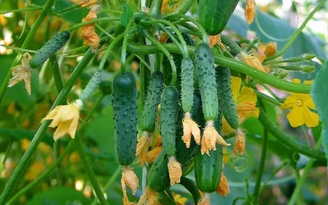 Партенокарпічні огірки: все, що потрібно знати про їх вирощування - фото1