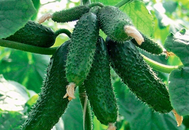 Партенокарпічні огірки: все, що потрібно знати про їх вирощування - фото2