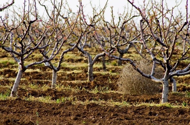 Персик: уход и выращивание, полезные советы - фото3