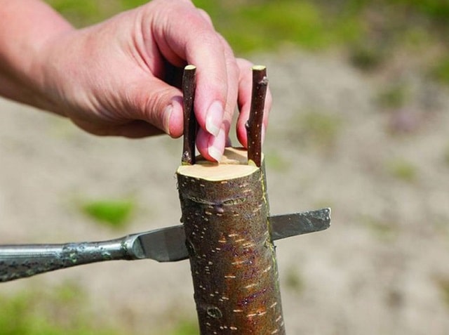 Прививка для деревьев: что это такое, когда и зачем делается - фото3