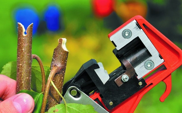 Прививка для деревьев: что это такое, когда и зачем делается - фото3