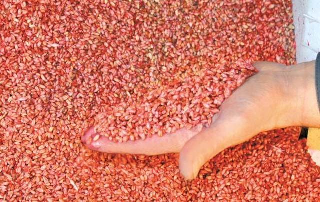 Протравители семян: виды, применение, как выбрать - фото2