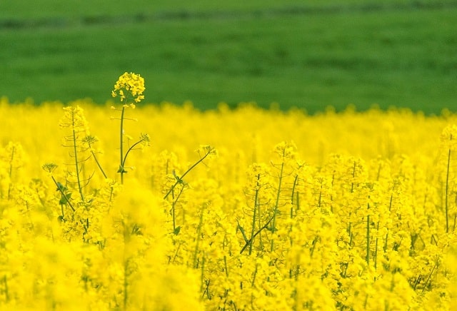 Рапс: что это за растение, выращивание, применение - фото2 Рапс: что это за растение, выращивание, применение - фото2