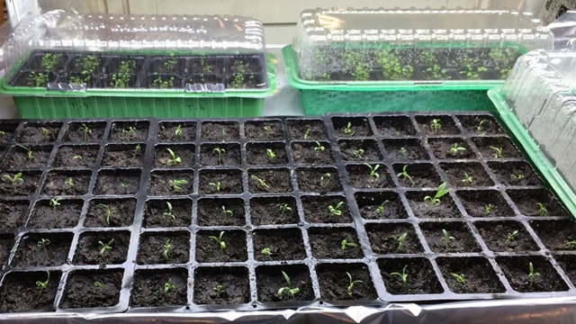 Розсаду яких овочів посадити в січні: як це робиться, особливості та корисні поради - фото1