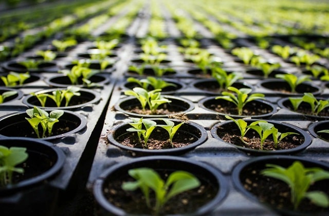 Розсаду яких овочів посадити в січні: як це робиться, особливості та корисні поради - фото2