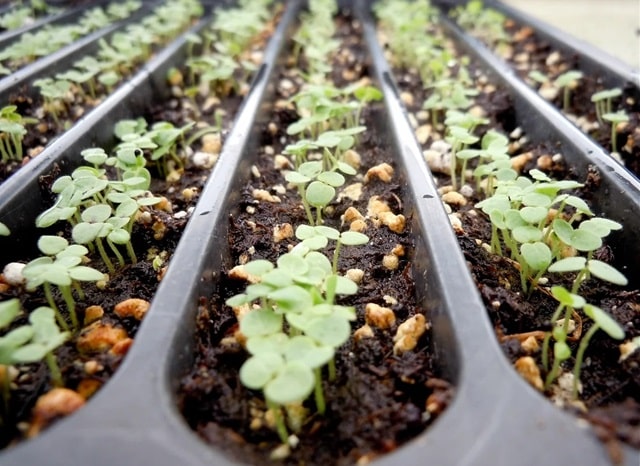 Розсаду яких овочів посадити в січні: як це робиться, особливості та корисні поради - фото3