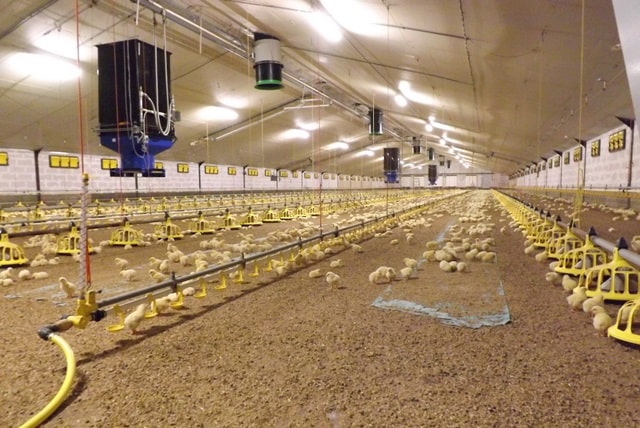 Системы автоматического кормления птицы: виды, особенности, как подобрать - фото1